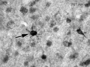 Immunohistochemistry (Frozen sections) - Anti-CaSR antibody [5C10, ADD] (AB19347)
