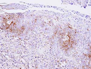 Immunohistochemistry (Formalin/PFA-fixed paraffin-embedded sections) - Anti-CaSR antibody (AB137408)