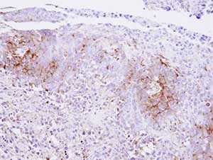 Immunohistochemistry (Formalin/PFA-fixed paraffin-embedded sections) - Anti-CaSR antibody (AB137408)