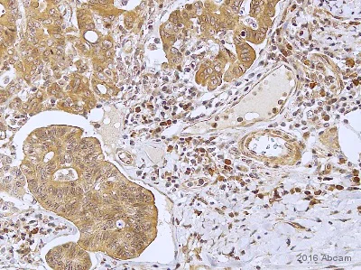 Immunohistochemistry (Formalin/PFA-fixed paraffin-embedded sections) - Anti-CaSR antibody (AB137408)