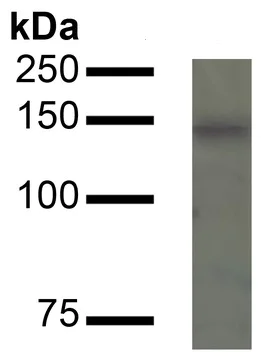 Western blot - Anti-CaSR antibody (AB223360)