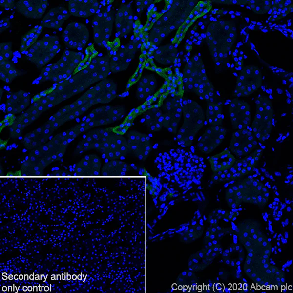 Immunohistochemistry (Frozen sections) - Anti-CaSR antibody [EPR24050-59] (AB259846)