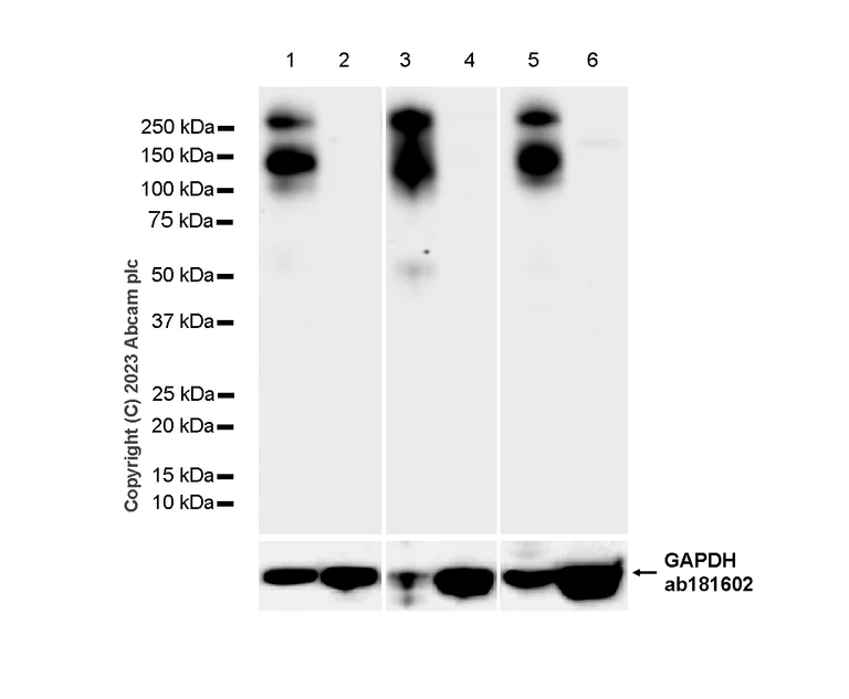 Western blot - Anti-CaSR antibody [EPR24050-59] (AB259846)
