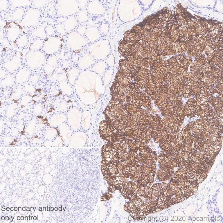 Immunohistochemistry (Formalin/PFA-fixed paraffin-embedded sections) - Anti-CaSR antibody [EPR24050-59] - BSA and Azide free (AB280360)