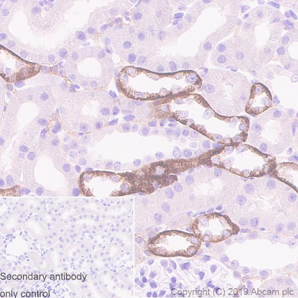 Immunohistochemistry (Formalin/PFA-fixed paraffin-embedded sections) - Anti-CaSR antibody [HL1499] - BSA and Azide free (AB264481), expandable thumbnail