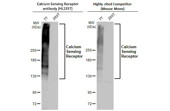 Western blot - Anti-CASR antibody [HL2357] - BSA and Azide free (AB325840)