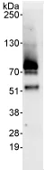 Immunoprecipitation - Anti-CAST antibody (AB76933)