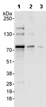 Western blot - Anti-CAST antibody (AB76933)