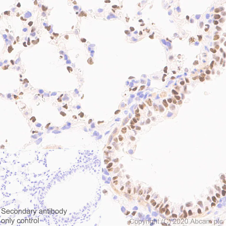 Immunohistochemistry (Formalin/PFA-fixed paraffin-embedded sections) - Anti-CASZ1 antibody [EPR23824-4] - BSA and Azide free (AB283665)
