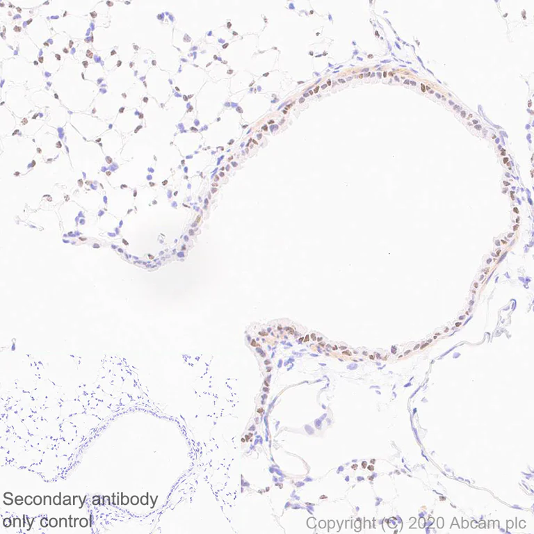 Immunohistochemistry (Formalin/PFA-fixed paraffin-embedded sections) - Anti-CASZ1 antibody [EPR23824-4] - BSA and Azide free (AB283665)