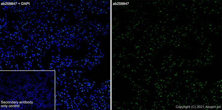 Immunohistochemistry (Frozen sections) - Anti-CASZ1 antibody [EPR23824-4] - BSA and Azide free (AB283665)