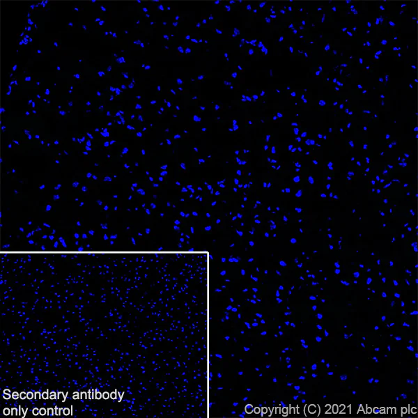 Immunohistochemistry (Frozen sections) - Anti-CASZ1 antibody [EPR23824-4] - BSA and Azide free (AB283665)
