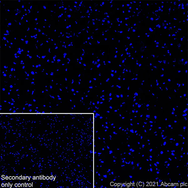 Immunohistochemistry (Frozen sections) - Anti-CASZ1 antibody [EPR23824-4] - BSA and Azide free (AB283665)