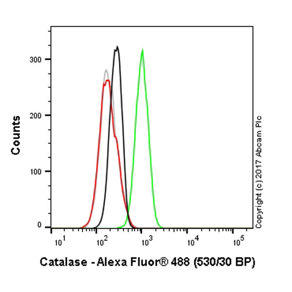 Anti-Catalase antibody [12C2DB9] - Peroxisome Marker