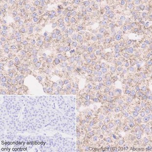 Immunohistochemistry (Formalin/PFA-fixed paraffin-embedded sections) - Anti-Catalase antibody [EP1929Y] - Peroxisome Marker (AB76024), expandable thumbnail
