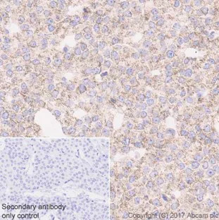Immunohistochemistry (Formalin/PFA-fixed paraffin-embedded sections) - Anti-Catalase antibody [EP1929Y] - Peroxisome Marker (AB76024)