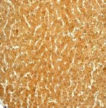 Immunohistochemistry (Formalin/PFA-fixed paraffin-embedded sections) - Anti-Catalase antibody [EPR1928Y] (AB76110)