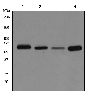 Western blot - Anti-Catalase antibody [EPR1928Y] - BSA and Azide free (AB247440)