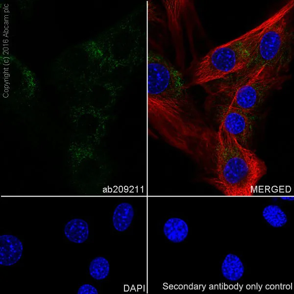Immunocytochemistry/ Immunofluorescence - Anti-Catalase antibody [EPR20198] - BSA and Azide free (AB223793)