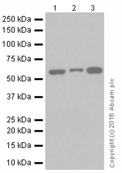 Western blot - Anti-Catalase antibody [EPR20198] - Peroxisome Marker (AB209211)