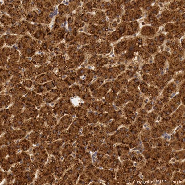Immunohistochemistry (Formalin/PFA-fixed paraffin-embedded sections) - Anti-Catalase antibody - Peroxisome Marker (AB52477)