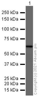 Western blot - Anti-Catalase antibody - Peroxisome Marker (AB52477)