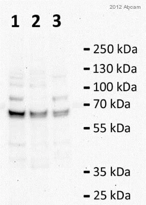 Western blot - Anti-Catalase antibody - Peroxisome Marker (AB52477)