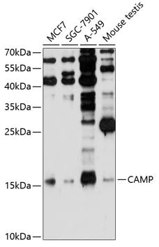 Western blot - Anti-Cathelicidin/CLP antibody (AB180760)