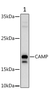 Western blot - Anti-Cathelicidin/CLP antibody (AB180760)
