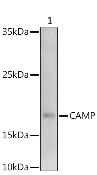 Western blot - Anti-Cathelicidin/CLP antibody (AB180760)