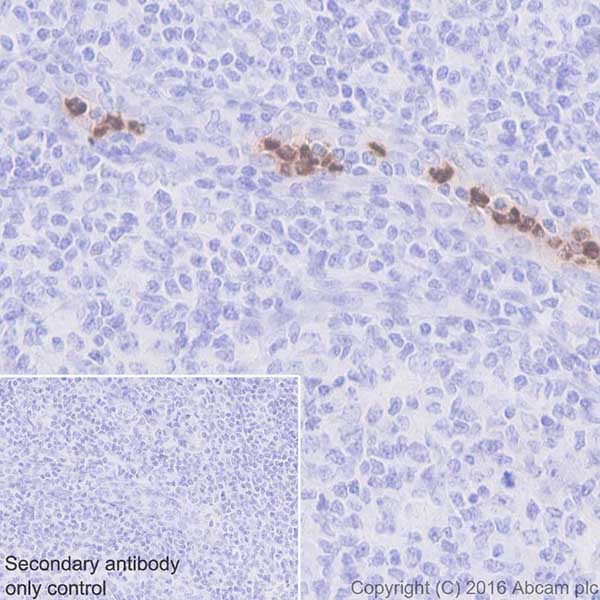 Immunohistochemistry (Formalin/PFA-fixed paraffin-embedded sections) - Anti-Cathelicidin/CLP antibody [EPR20469] - BSA and Azide free (AB240378), expandable thumbnail