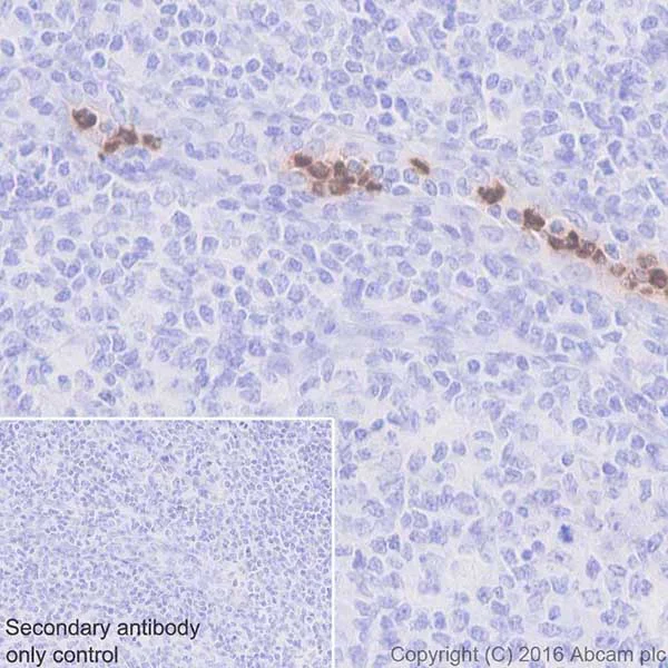 Immunohistochemistry (Formalin/PFA-fixed paraffin-embedded sections) - Anti-Cathelicidin/CLP antibody [EPR20469] - BSA and Azide free (AB240378)