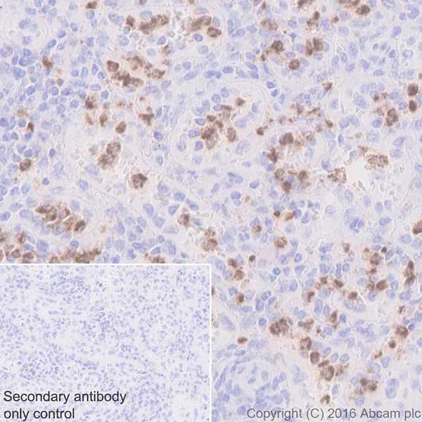 Immunohistochemistry (Formalin/PFA-fixed paraffin-embedded sections) - Anti-Cathelicidin/CLP antibody [EPR20469] - BSA and Azide free (AB240378)