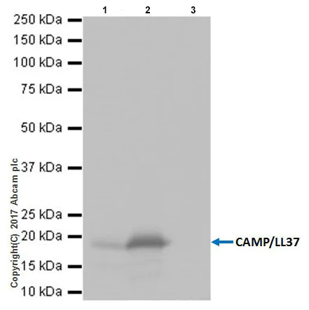 Immunoprecipitation - Anti-Cathelicidin/CLP antibody [EPR20469] - BSA and Azide free (AB240378)