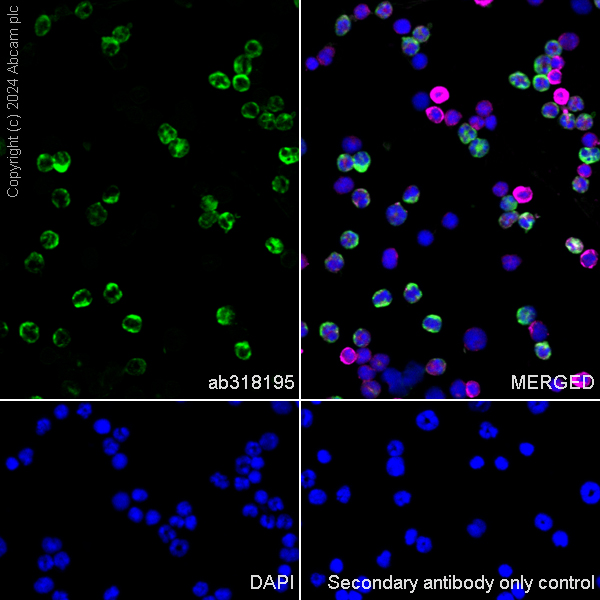 Immunocytochemistry/ Immunofluorescence - Anti-Cathelicidin/CLP antibody [EPR28791-612] (ab318195), expandable thumbnail