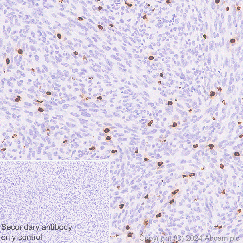 Immunohistochemistry (Formalin/PFA-fixed paraffin-embedded sections) - Anti-Cathelicidin/CLP antibody [EPR28791-612] (AB318195), expandable thumbnail