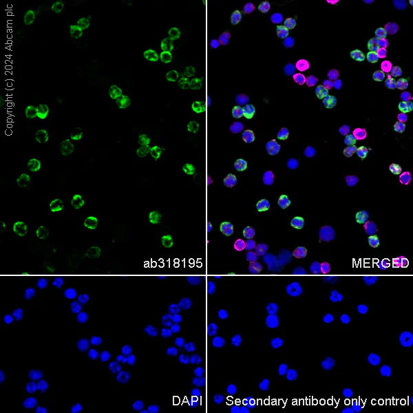 Immunocytochemistry/ Immunofluorescence - Anti-Cathelicidin/CLP antibody [EPR28791-612] - BSA and Azide free (AB318196)