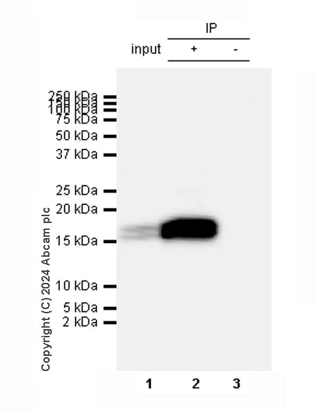 Immunoprecipitation - Anti-Cathelicidin/CLP antibody [EPR28791-612] - BSA and Azide free (AB318196)