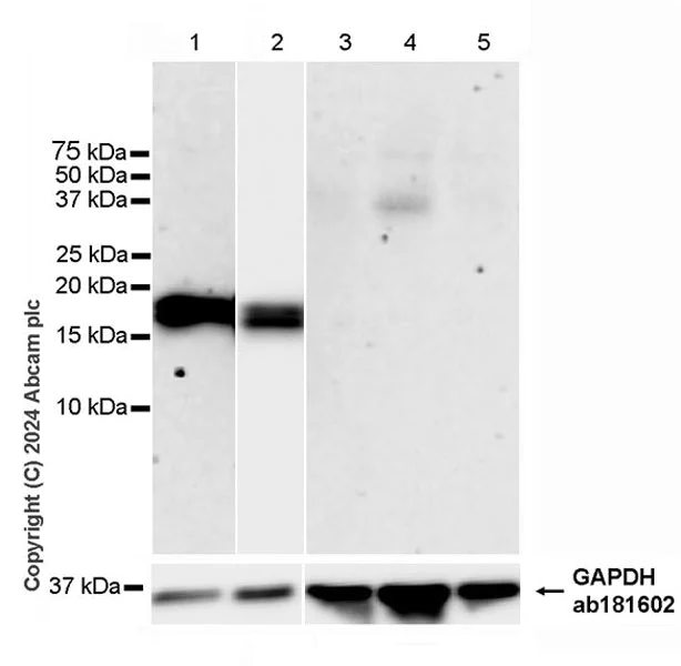 Western blot - Anti-Cathelicidin/CLP antibody [EPR28791-612] - BSA and Azide free (AB318196)