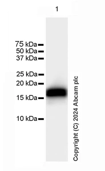 Western blot - Anti-Cathelicidin/CLP antibody [EPR28791-612] - BSA and Azide free (AB318196)