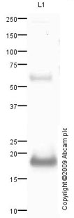 Western blot - Anti-Cathelicidin/CLP antibody [mAbcam 58387] (AB58387), expandable thumbnail