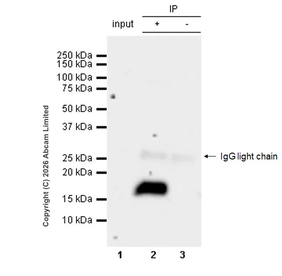 Immunoprecipitation - Anti-Cathelicidin/CLP antibody [RM1363] (AB325356)