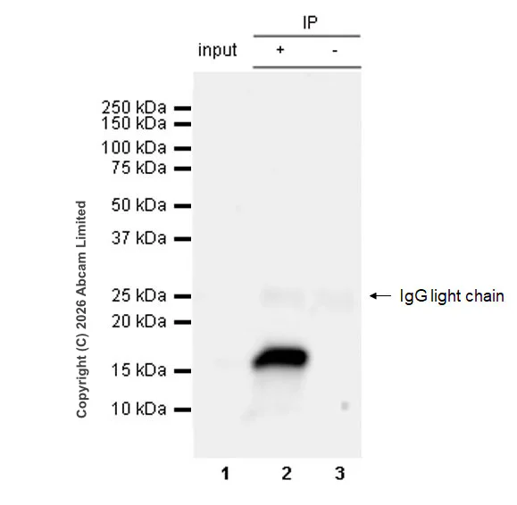 Immunoprecipitation - Anti-Cathelicidin/CLP antibody [RM1363] (AB325356)