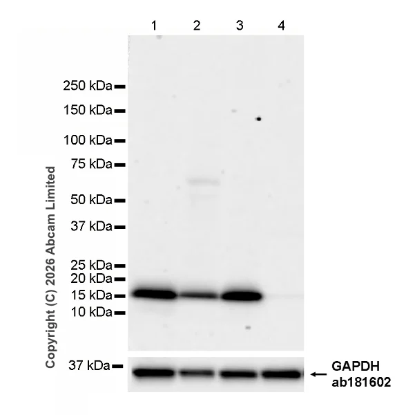 Western blot - Anti-Cathelicidin/CLP antibody [RM1363] (AB325356)
