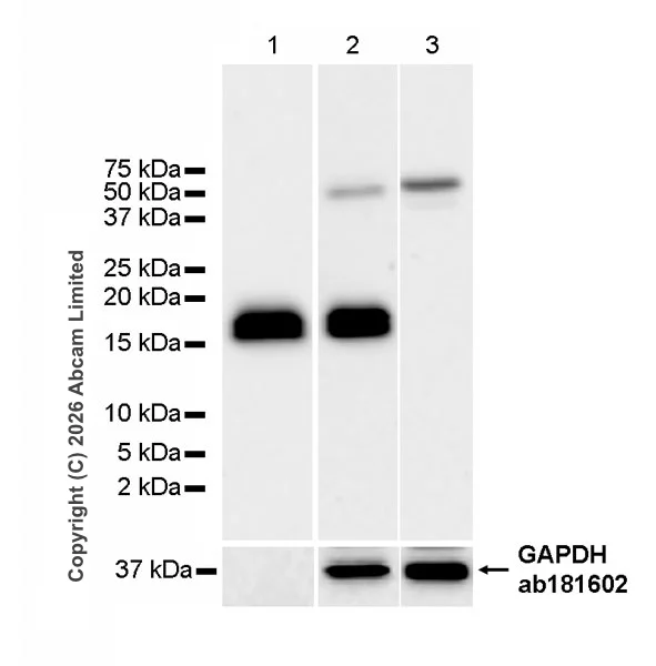 Western blot - Anti-Cathelicidin/CLP antibody [RM1363] (AB325356)