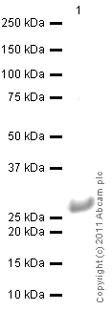 Western blot - Anti-Cathepsin B antibody [CA10] (AB58802)