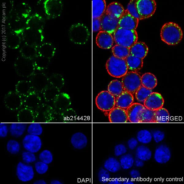 Immunocytochemistry/ Immunofluorescence - Anti-Cathepsin B antibody [EPR21033] (AB214428)