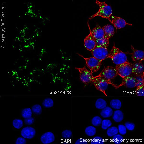 Immunocytochemistry/ Immunofluorescence - Anti-Cathepsin B antibody [EPR21033] - BSA and Azide free (AB227811)