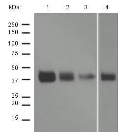 Western blot - Anti-Cathepsin B antibody [EPR4323] (AB125067)