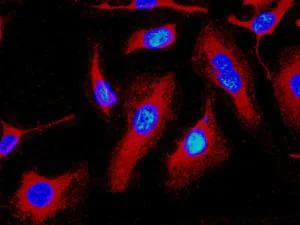Immunocytochemistry/ Immunofluorescence - Anti-Cathepsin B antibody [EPR4323] - BSA and Azide free (AB230401)